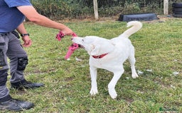 Mixed Breed dogs for adoption: DOUGIE - looking for an active guardian. - Image 20