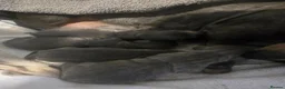 Miniature Dachshund dogs for sale: Miniature Dachshund in Penrith - Advert 3
