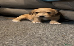 Cockapoo dogs for sale: Cockapoo puppies  - Image 8