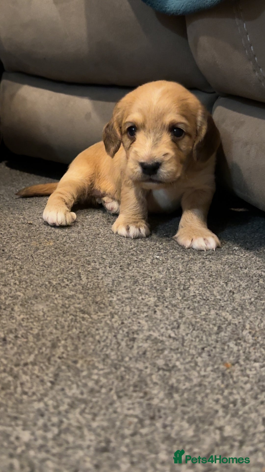 Cockapoo dogs for sale: Cockapoo puppies  - Image 8