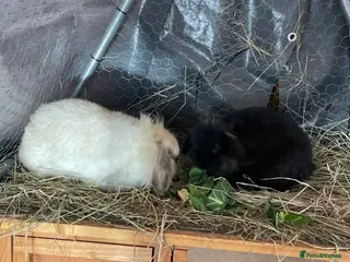 Mini Lion Lop rabbits Female bonded pair. Mini lion lops - Advert 3