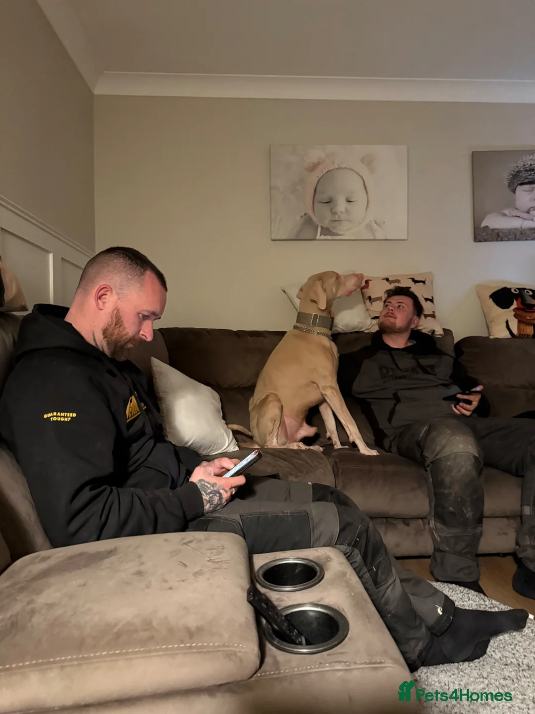 Dobermann dogs for sale: Beautiful Pink and Tan Doberman Pinscher - Advert 4