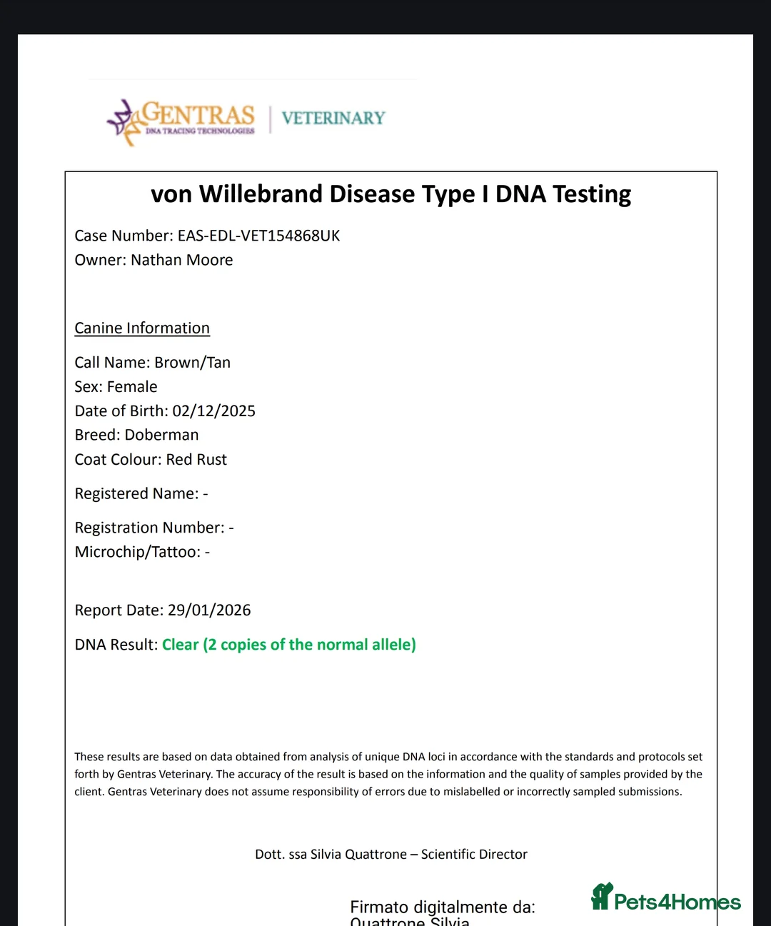 Dobermann dogs for sale: 4 EXCEPTIONALLY WELL BRED FEMALES ( REBEL X COLT) - Advert 12