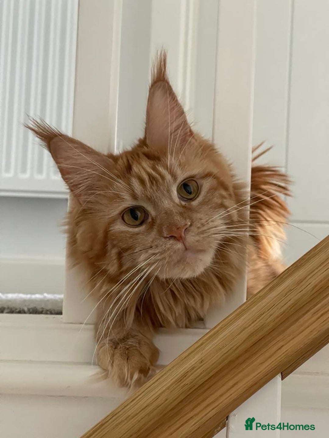 Maine Coon cats for sale: Gorgeous large Maine Coon kittens 🦁 - Advert 2