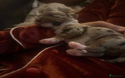 Mixed Breed dogs for sale: Stunning Merle chihuahua 2 girls ready 22nd dec - Advert 17