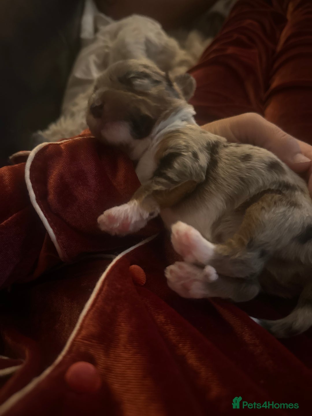 Mixed Breed dogs for sale: Stunning Merle chihuahua 2 girls ready 22nd dec - Advert 17