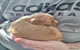 Cocker Spaniel dogs for sale: Stunning cocker spaniels for sale - Image 7