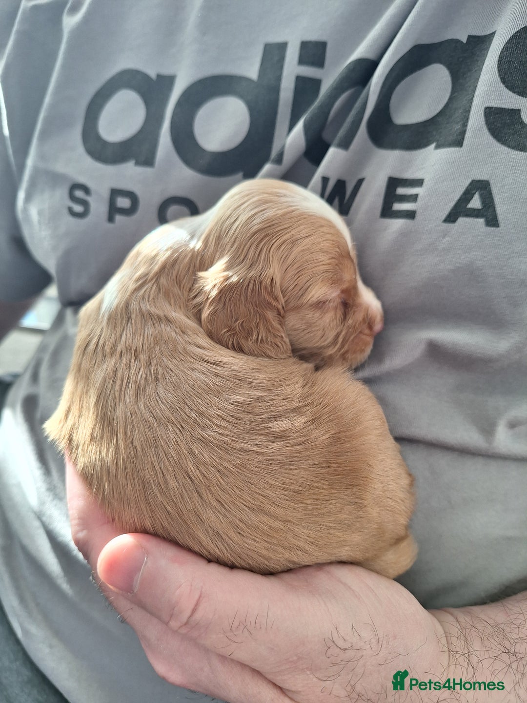Cocker Spaniel dogs for sale: Stunning cocker spaniels for sale - Image 7