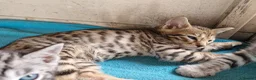 Mixed Breed cats for sale: 7/8ths Bengal, 1/8th Siamese kittens  - Advert 6