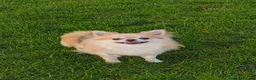Chihuahua dogs for stud: Handsome Teddy , KC long haired for stud duties  in King's Lynn - Advert 4