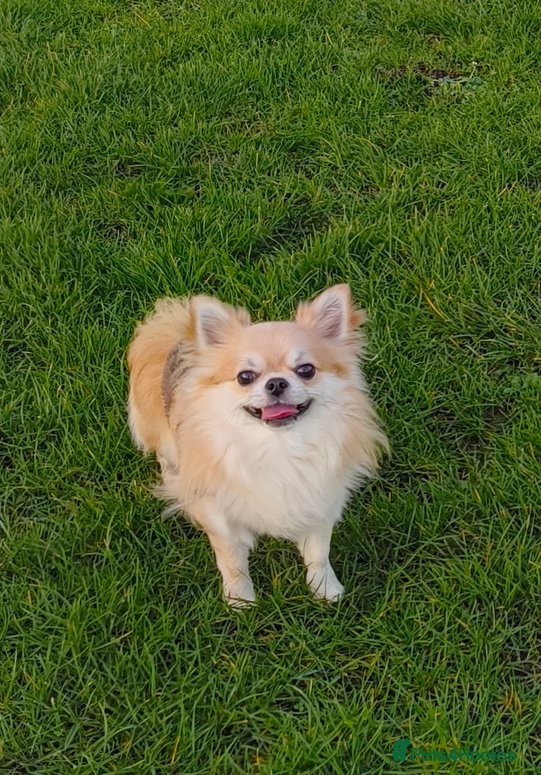 Chihuahua dogs for stud: Handsome Teddy , KC long haired for stud duties  in King's Lynn - Advert 4