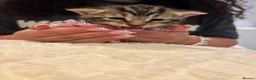 Mixed Breed cats for sale: 6 kittens 4 girls / 2 boys  in Birmingham - Advert 15