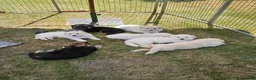 German Shepherd dogs for sale: German Shepherd Puppies - Advert 12