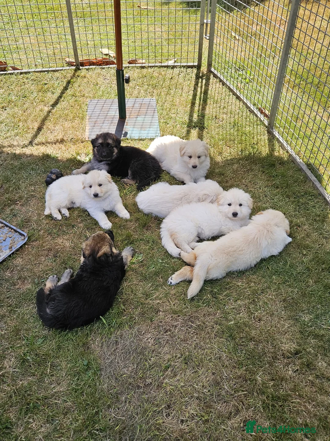 German Shepherd dogs for sale: German Shepherd Puppies - Advert 12