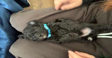 Shihpoo dogs in Burnham-on-Crouch - Advert 14