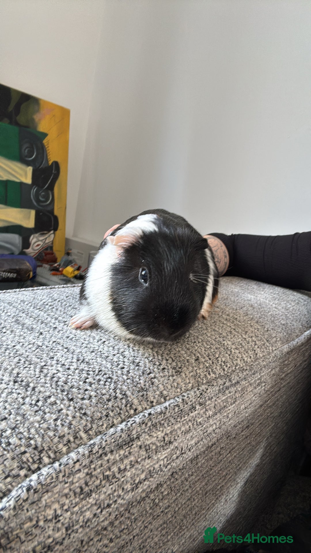 Guinea Pig rodents for sale: Male Guinea Pig - Advert 2
