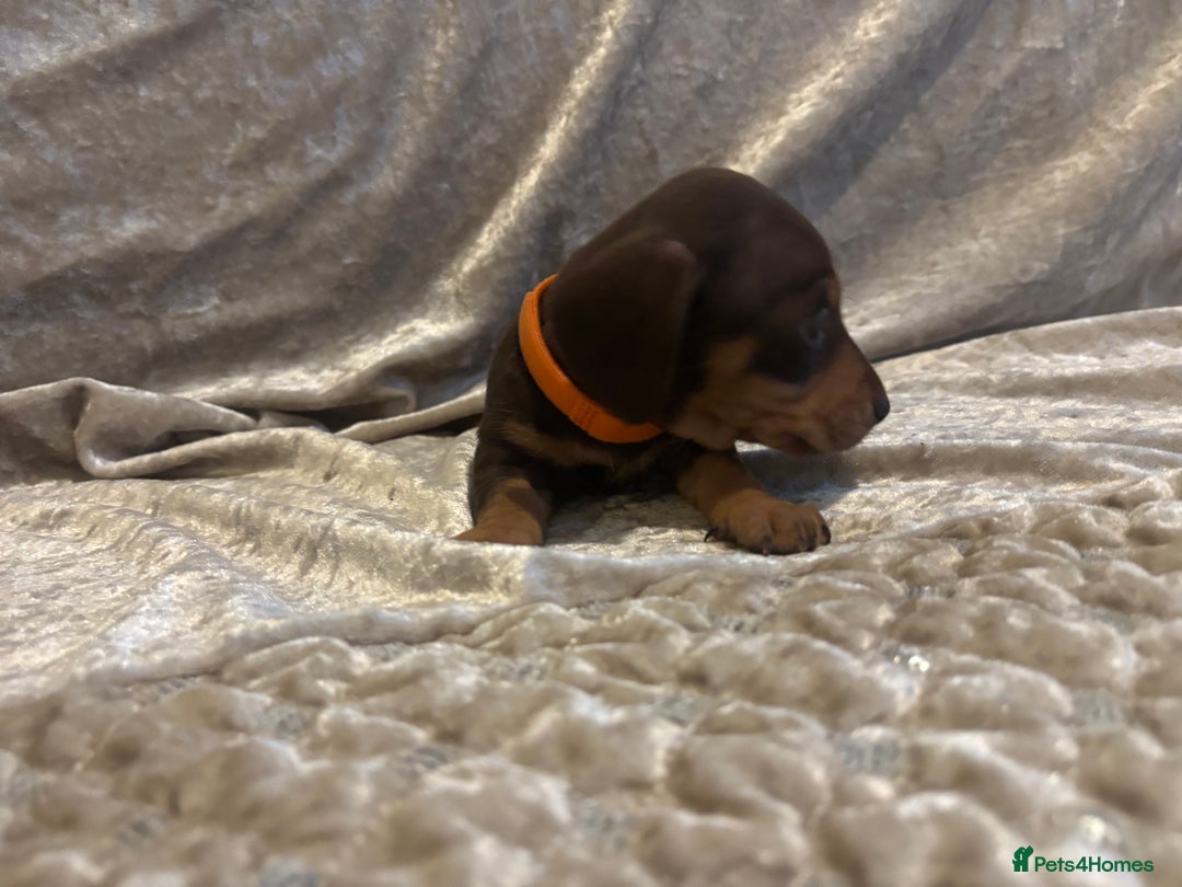 Miniature Dachshund dogs for sale: Mini Dachshund Available - Advert 12
