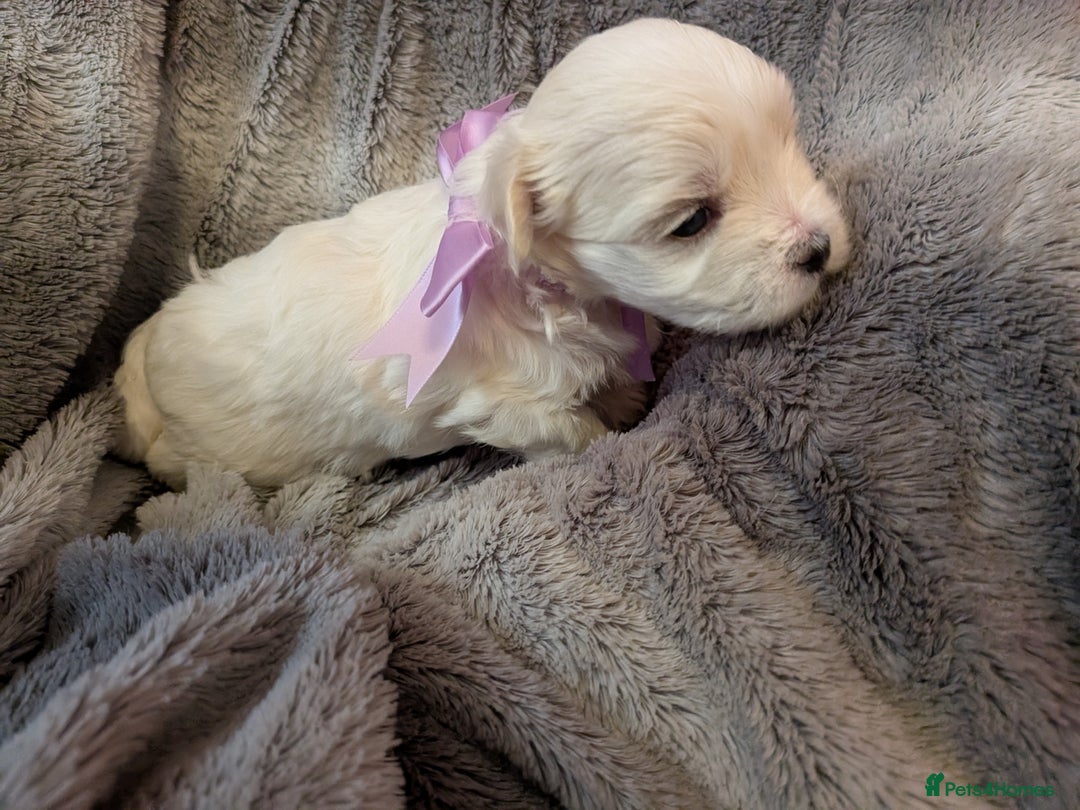 Maltese dogs for sale: Beautiful Small Size Maltese ONLY TWO PUPPIES LEFT - Image 11