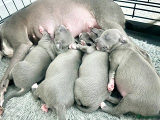 Italian Greyhound dogs - Advert 1