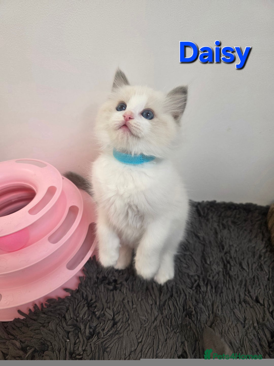 Ragdoll cats for sale: GCCF registered ragdoll kittens  - Advert 12
