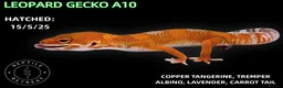 Leopard Gecko reptiles for sale: BABY LEOPARD GECKOS!! - Advert 8