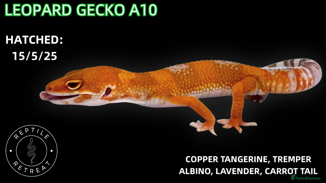 Leopard Gecko reptiles for sale: BABY LEOPARD GECKOS!! - Advert 8