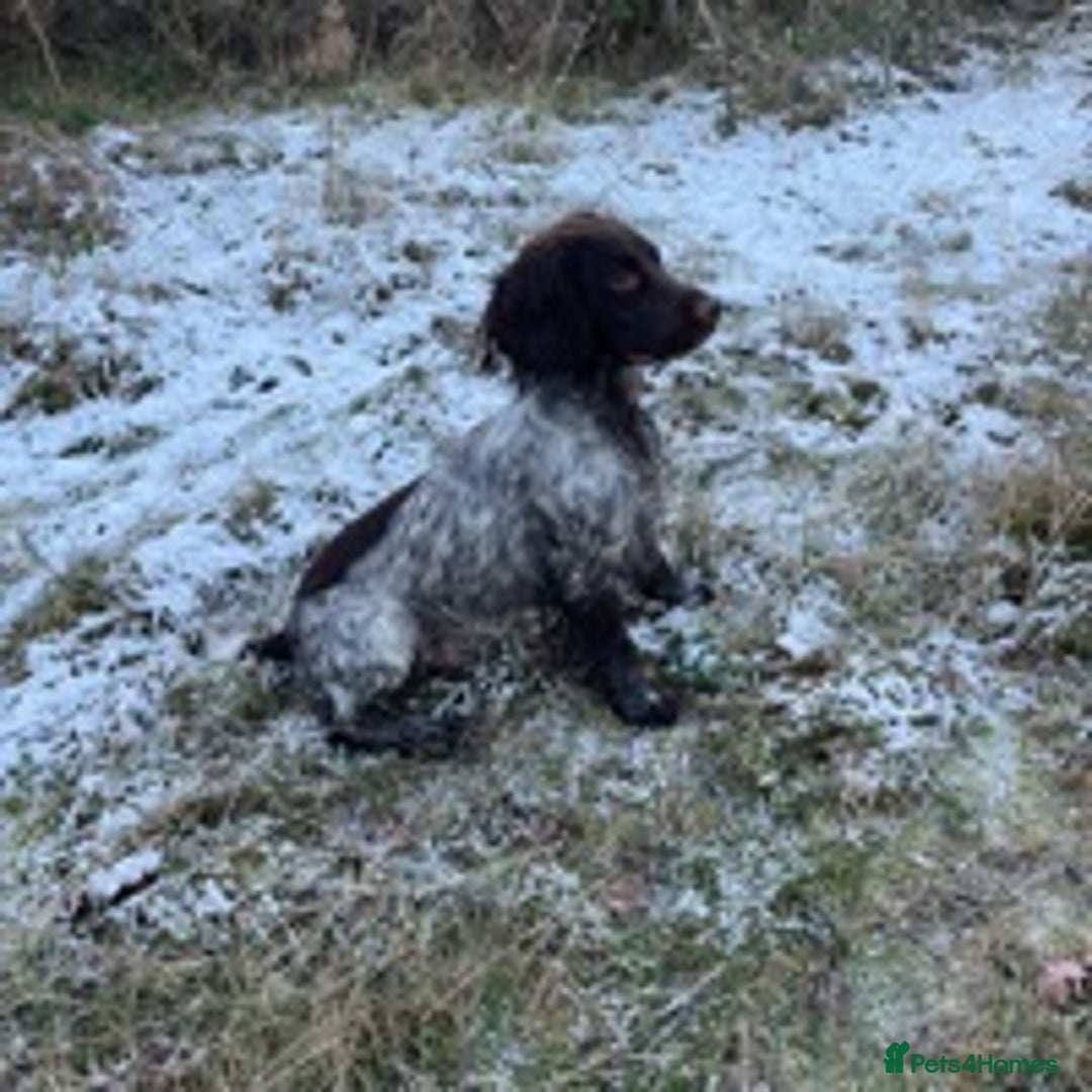 Cocker Spaniel dogs for stud: 🔥WORKING COCKER SPANIEL AT STUD🔥 in Gateshead - Advert 12