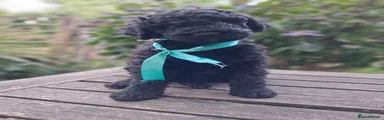 Black Standard Poodle Puppy Male