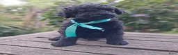 Standard Poodle dogs for sale: Six Standard Poodle Pups, KC Reg Champion Pedigree - Advert 12