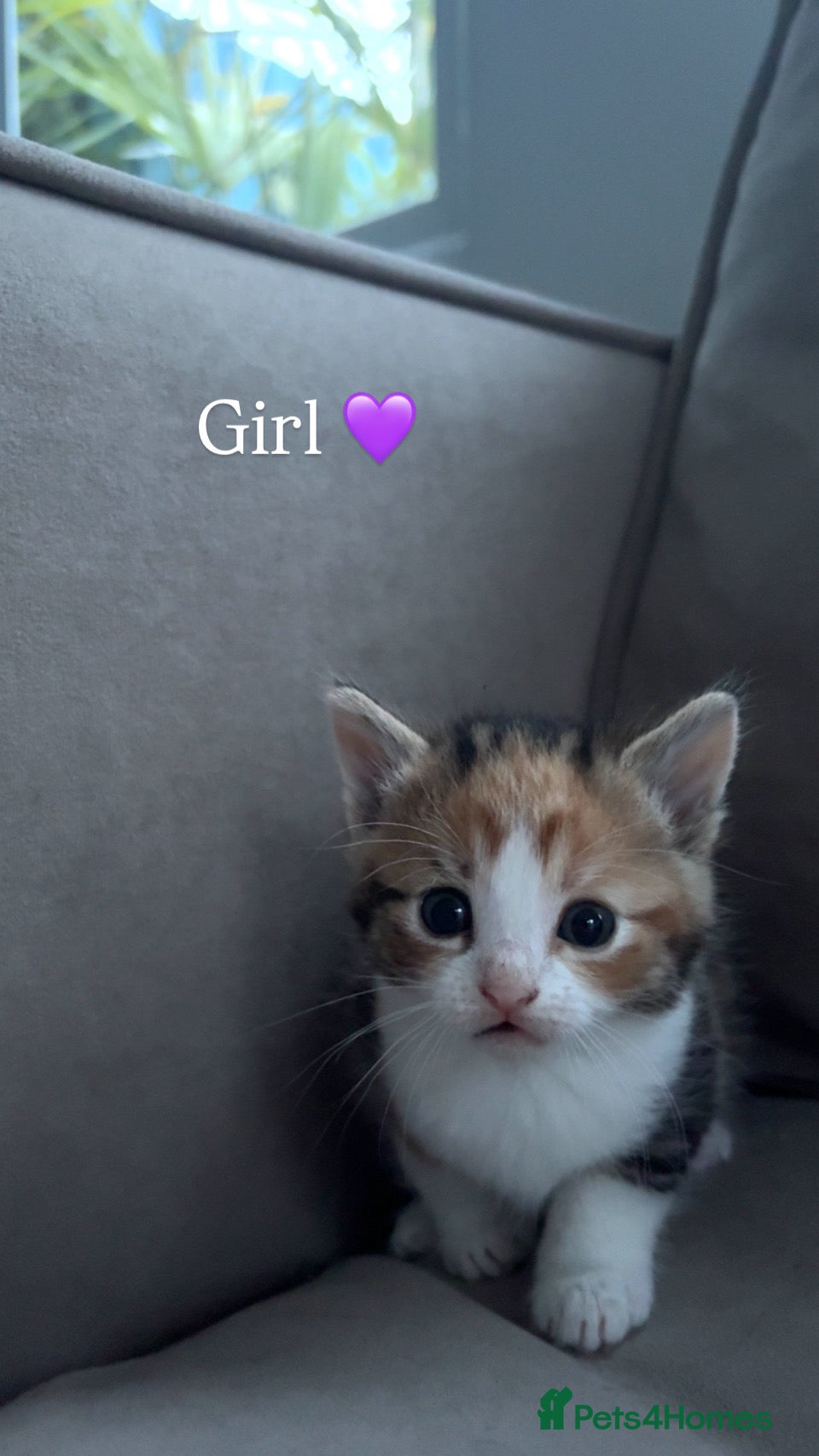 Mixed Breed cats 4 adorable kittens - Advert 1