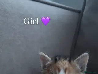 Mixed Breed cats 4 adorable kittens - Advert 1