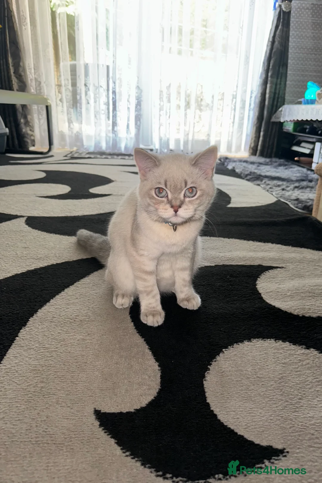 Scottish Fold cats for stud: Lovely Scottish Straight boy for stud in Milton Keynes - Advert 17