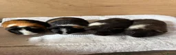Guinea Pig rodents for sale: 4 male baby teddy guineapigs AVAILABLE  - Advert 14