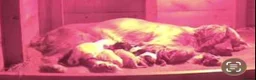 Cocker Spaniel dogs for sale: Beautiful Cocker Pups - Advert 3