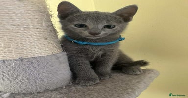 Russian Blue cats - Advert 3