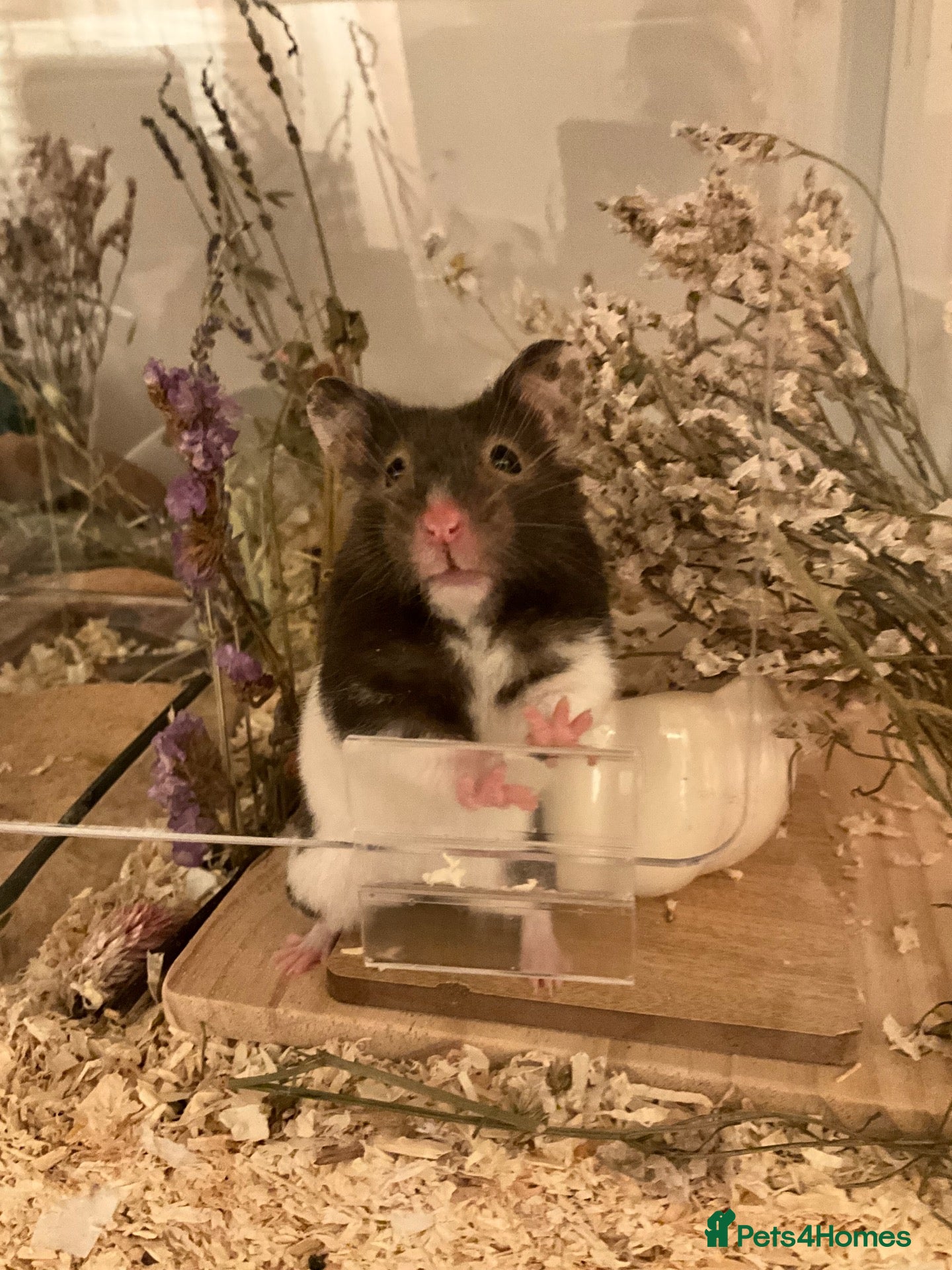 Hamster rodents Female hamster for sale- good home wanted - Advert 17