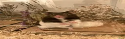 Hamster rodents for sale: Female hamster for sale- good home wanted - Advert 1