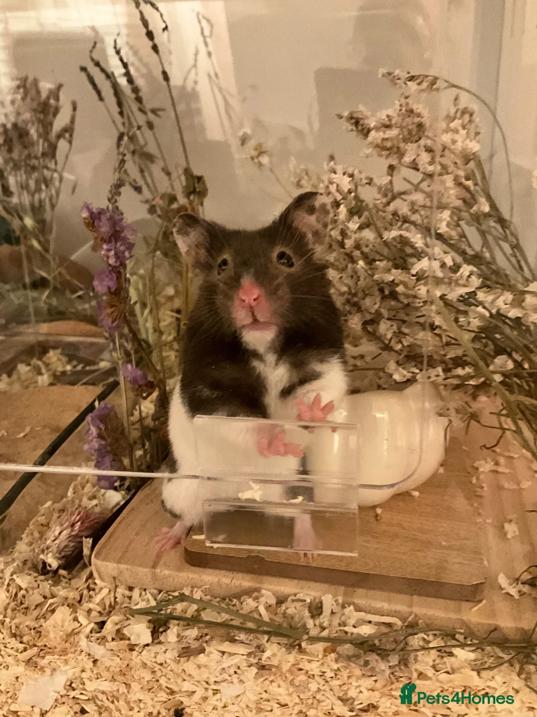 Hamster rodents for sale: Female hamster for sale- good home wanted - Advert 1