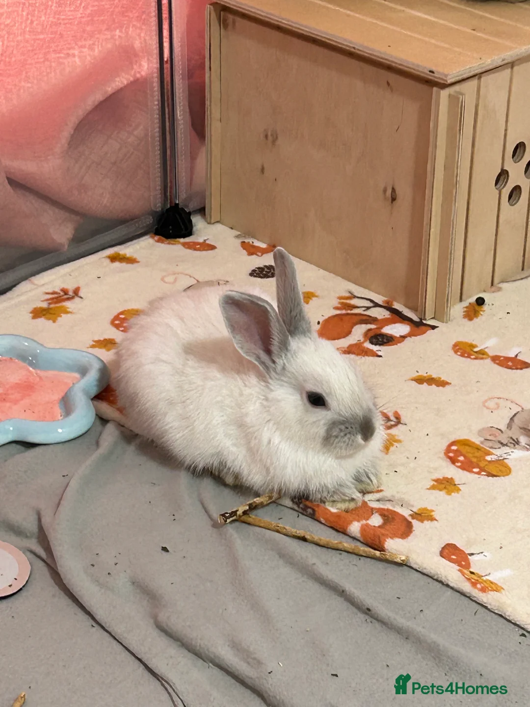 Lionhead rabbits for sale: 2 male rabbits to go separately  - Advert 4