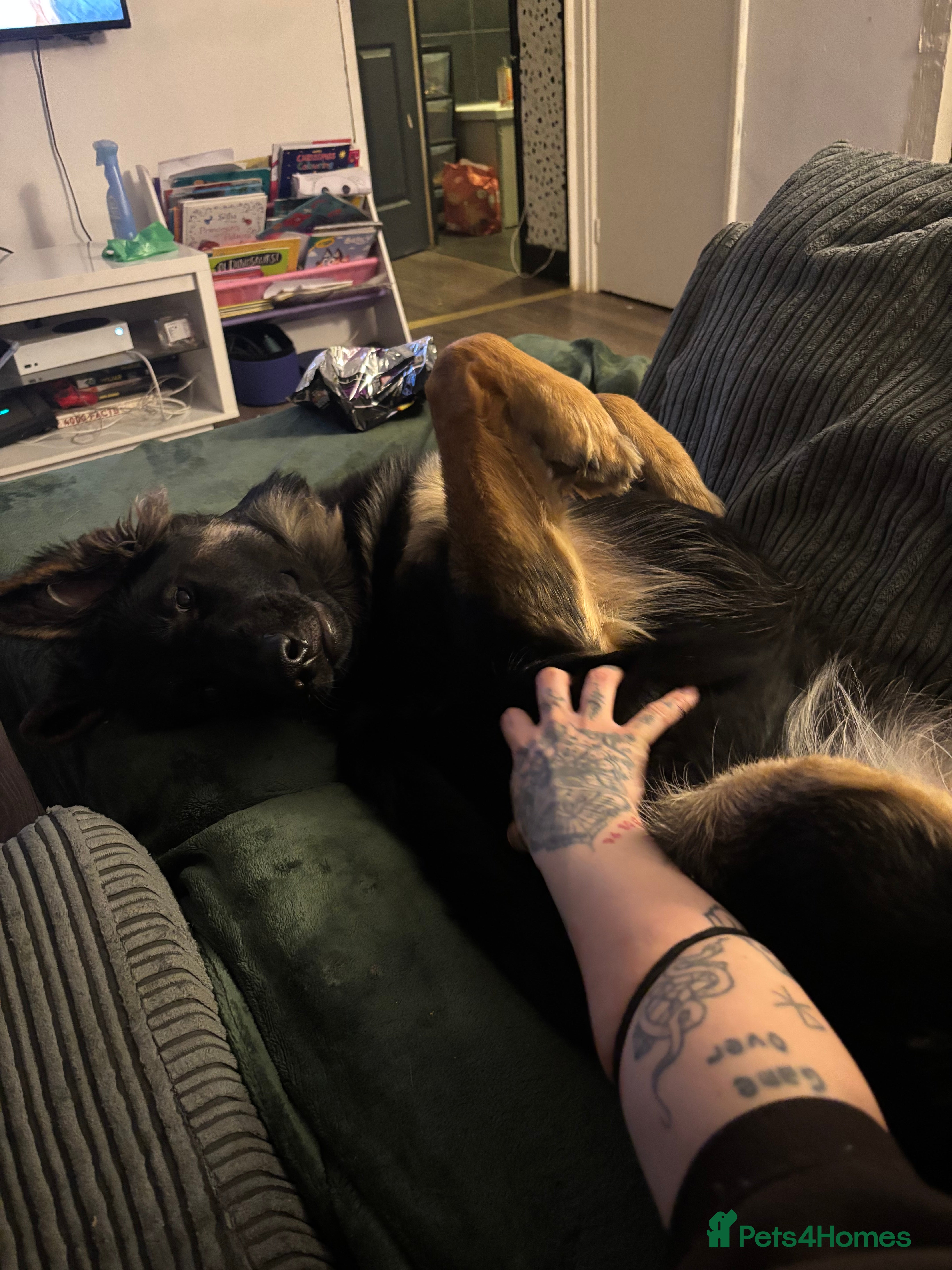 German Shepherd dogs German Shepard (loving, kind, gentle) - Advert 2