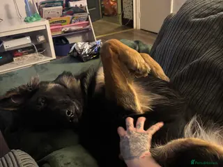 German Shepherd dogs German Shepard (loving, kind, gentle) - Advert 2