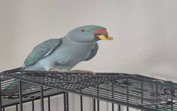 Parakeets birds for sale: Indian ringneck & Derbyan Parrot - Image 4