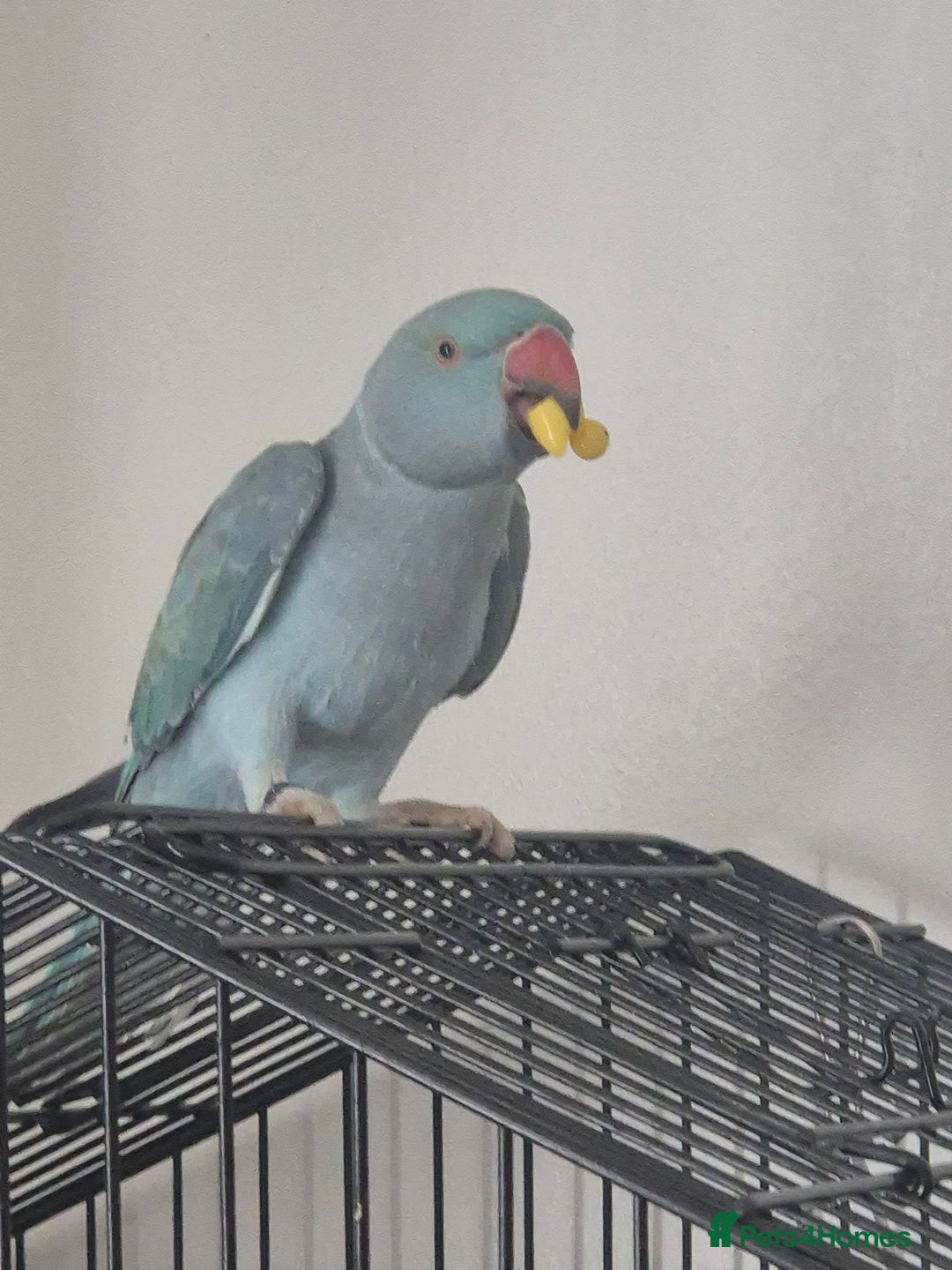 Parakeets birds for sale: Indian ringneck & Derbyan Parrot - Image 4