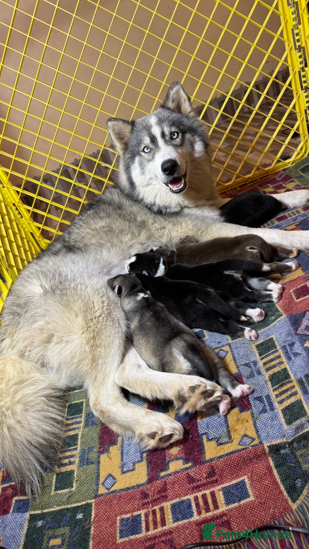 Siberian Husky dogs for sale: Siberian husky puppies - Image 12