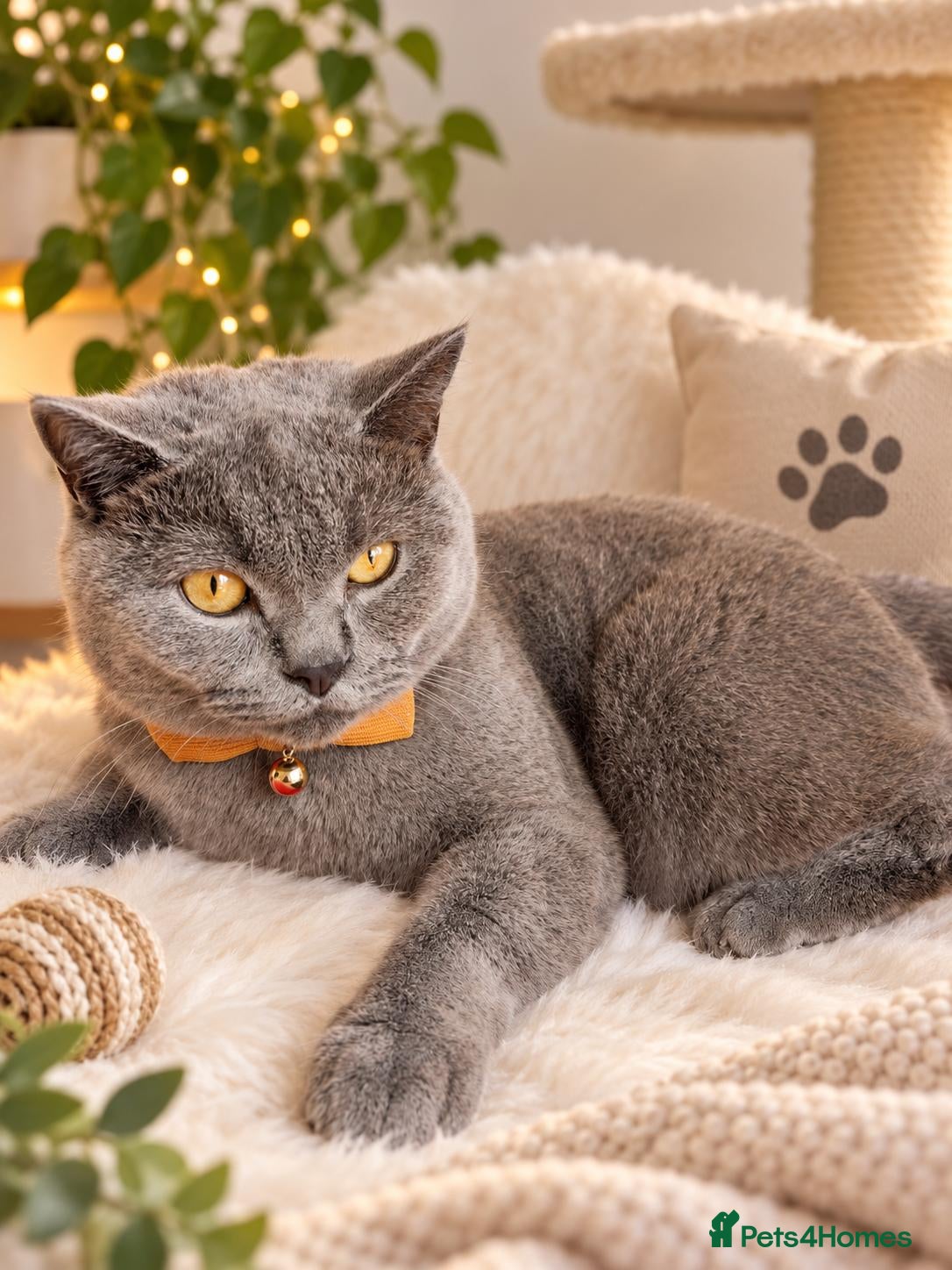 British Shorthair cats Handsome Tommy  - Advert 3