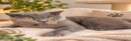 British Shorthair cats for sale: Handsome Tommy  in Enfield - Advert 1