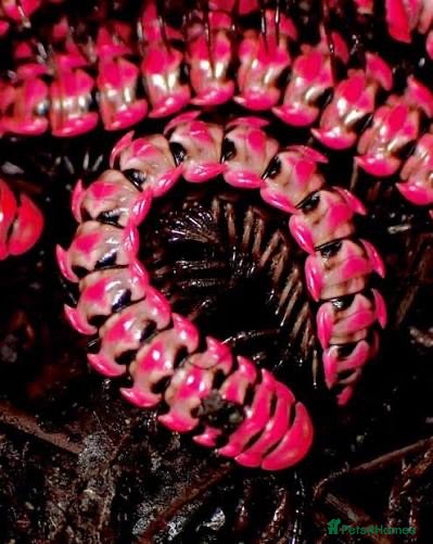 Mixed Breed invertebrates Invert Collection Sale - Isopods, Roaches & More! - Advert 1