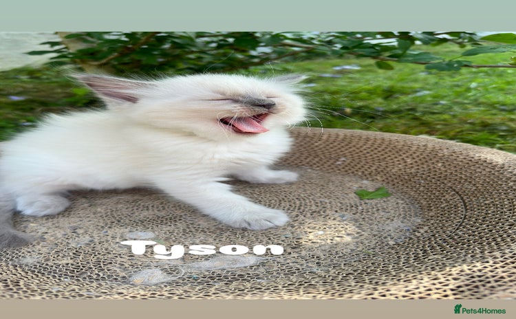 Ragdoll cats - Advert 15