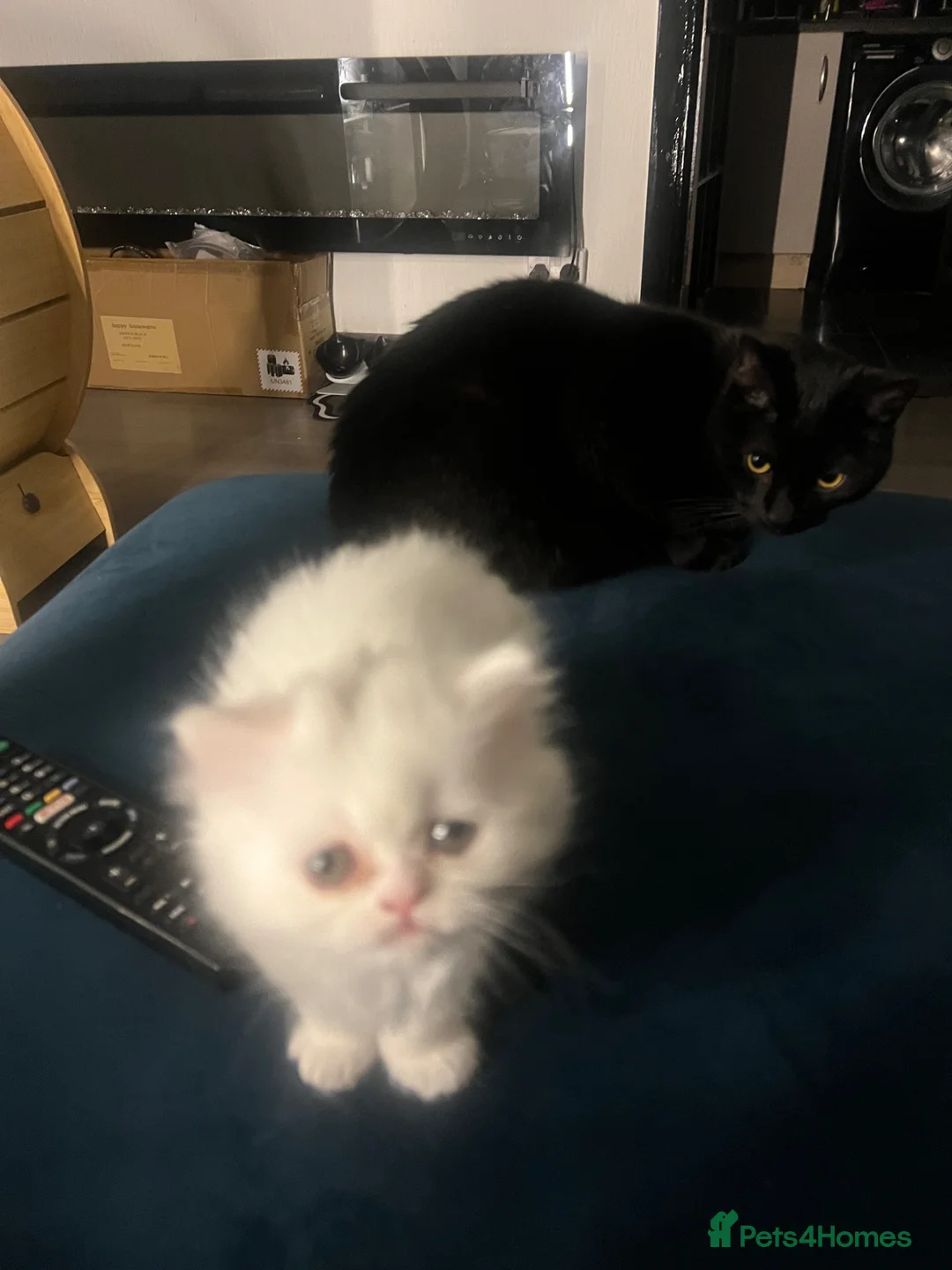 Scottish Fold cats for sale: White female kitten  in Aberdeen - Advert 2