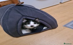 Mixed Breed cats for sale: Adorable Bonzo needs a loving home - Image 7